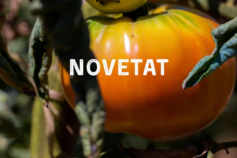 Tomaca de l'horta amb ventresca i ceba dolça
