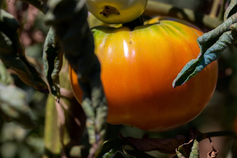 Tomate de secano del Coll de Rates 